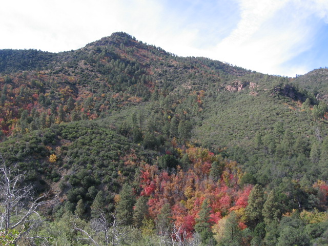 sardine creek maples.JPG